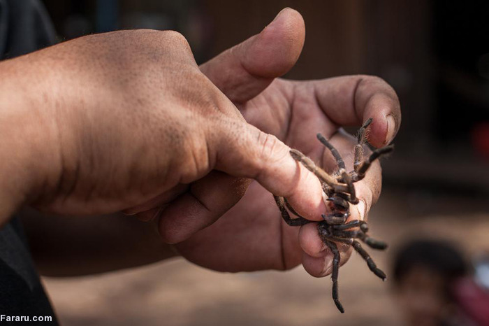(تصاویر) خوردن رتیل و عنکبوت در کامبوج