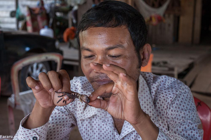 (تصاویر) خوردن رتیل و عنکبوت در کامبوج