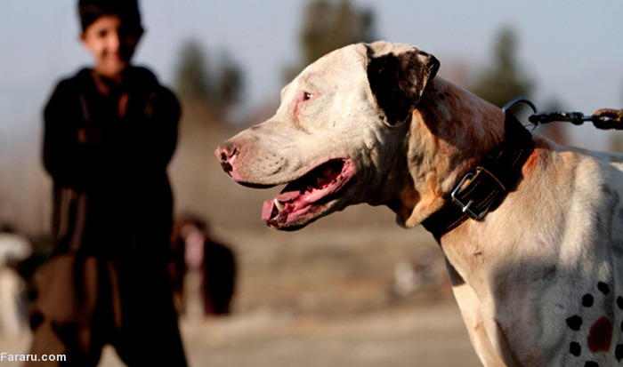 (تصاویر) جنگ خونین سگ‌ها؛ تفریح مردم کابل