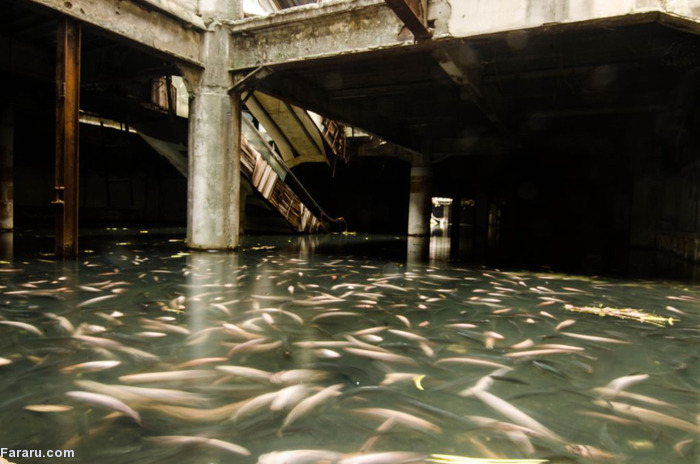 (تصاویر) ماهیگیری در ساختمان متروکه!