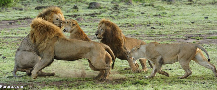 (تصاویر) اتحاد ماده شیرها در برابر شیرنر