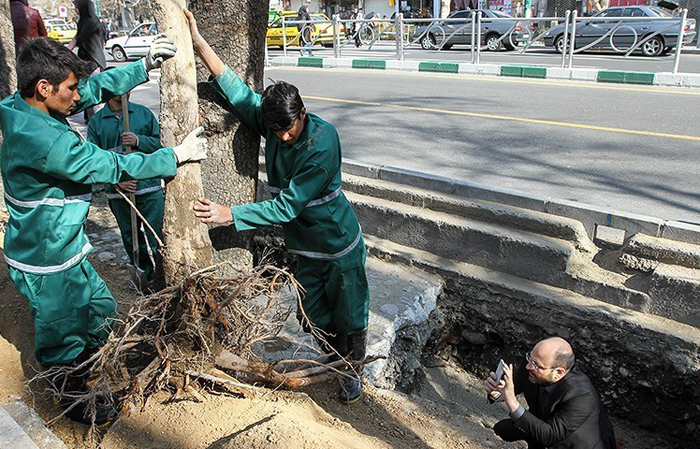 (تصاویر) درختکاری قالیباف در بین مردم