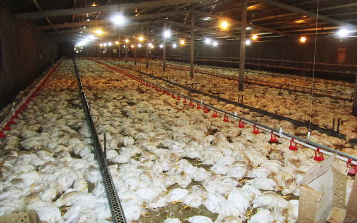 (تصاویر) مرگ یکبارۀ 120هزار قطعه مرغ