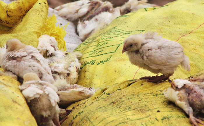 (تصاویر) مرگ یکبارۀ 120هزار قطعه مرغ