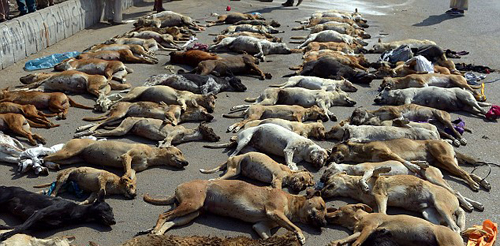 (تصاویر) سگ‌کشی در کراچی با گوشت آلوده
