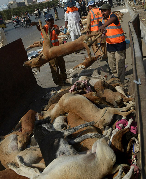 (تصاویر) سگ‌کشی در کراچی با گوشت آلوده