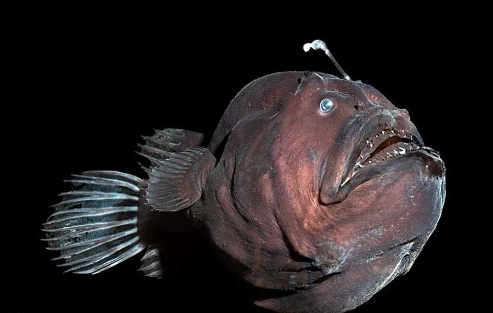 (تصاویر) زشت ترین ماهیان دنیا