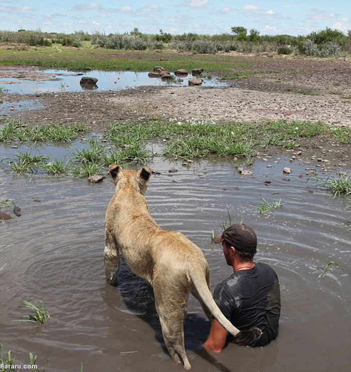 (تصاویر) دوستی مرد جوان با شیر