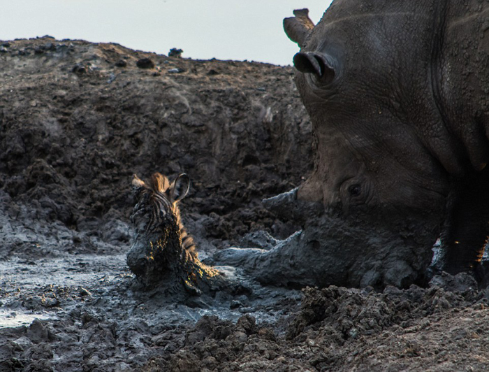 (تصاویر) نجات بی‌فایده گوره‌خر توسط کرگدن