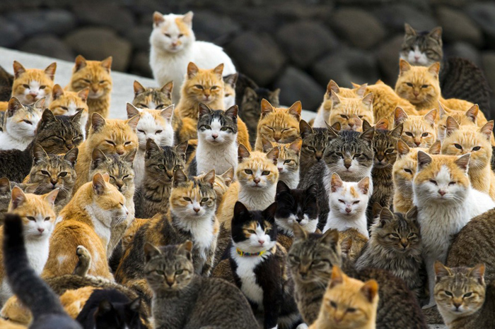 (تصاویر) جزیره گربه‌ها