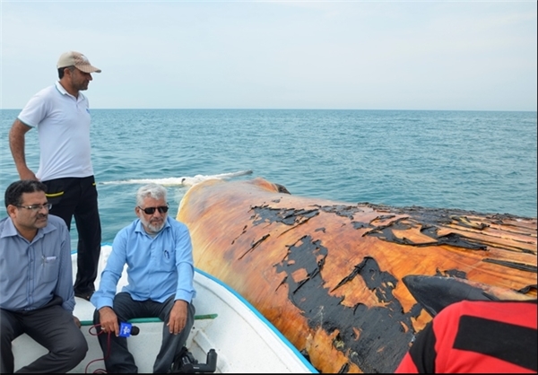 (تصاویر) کشف لاشه نهنگ ۲۴ متری در بوشهر