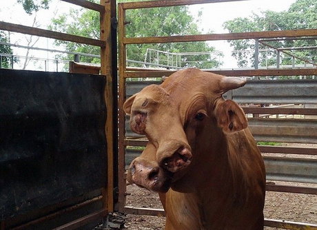 (تصاویر) گاو عجیب‌الخلقه، با دو چهره