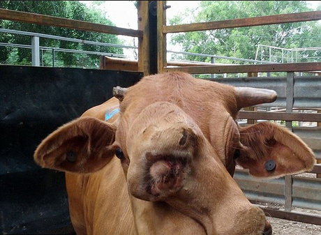 (تصاویر) گاو عجیب‌الخلقه، با دو چهره