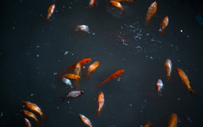 (تصاویر) نوروز فصل قتل عام ماهی قرمز