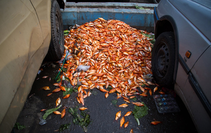 (تصاویر) نوروز فصل قتل عام ماهی قرمز