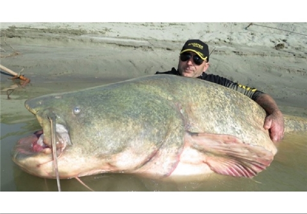 (تصاویر) صید ماهی 127 کیلویی از رودخانه