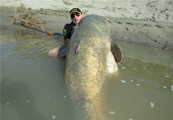 (تصاویر) صید ماهی 127 کیلویی از رودخانه