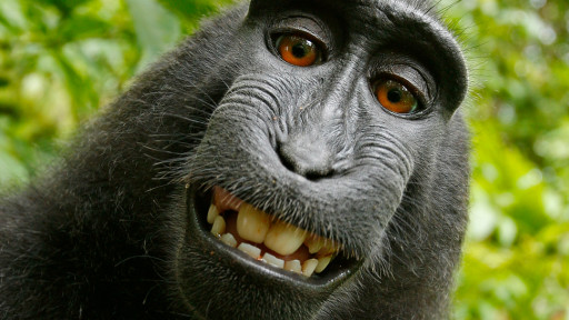 فرارو | سلفی جنجالی یک میمون در ویکی‌پدیا