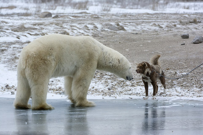 (تصاویر) سگ نگهبان خرس را فراری داد