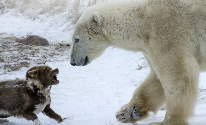 (تصاویر) سگ نگهبان خرس را ترساند
