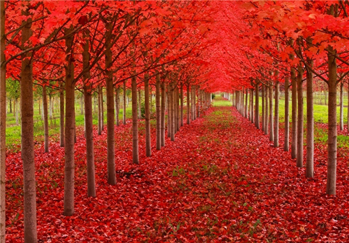 (تصاویر) زیباترین پاییزهای جهان