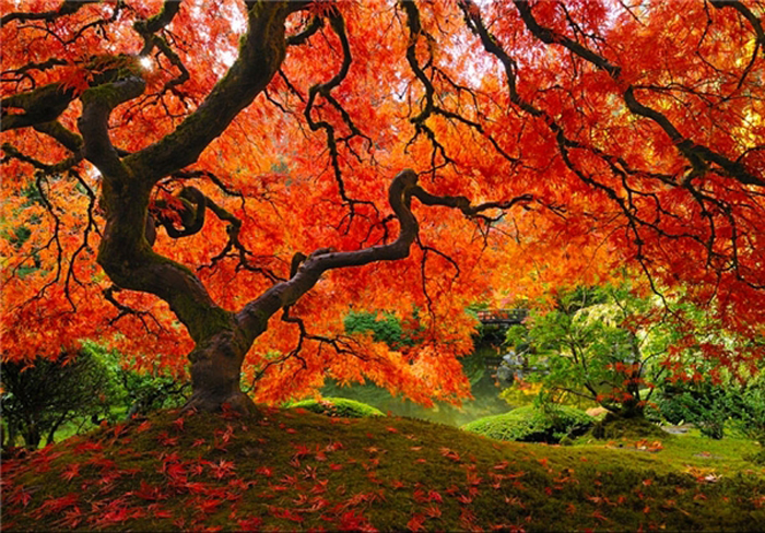 (تصاویر) زیباترین پاییزهای جهان