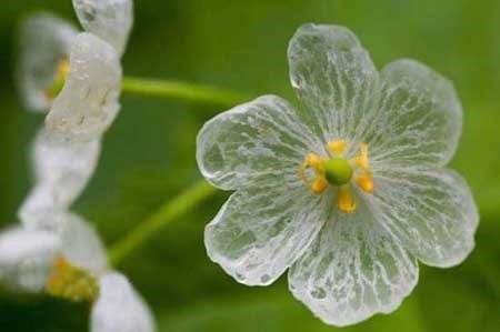 (تصاویر) یک گل با ویژگی های شگفت‌انگیز