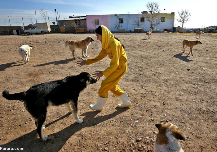 176625 985 پناهگاه سگ‌ های تهران! +تصاویر