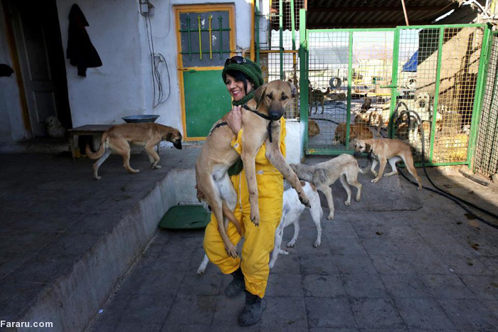 176634 987 پناهگاه سگ‌ های تهران! +تصاویر