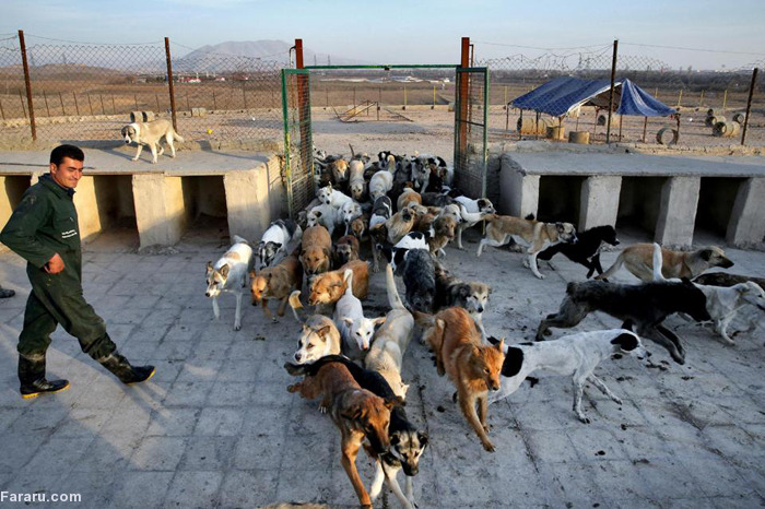 176635 470 پناهگاه سگ‌ های تهران! +تصاویر