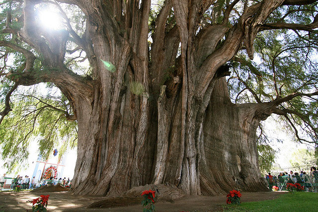(تصاویر) قطورترین درخت جهان در مکزیک