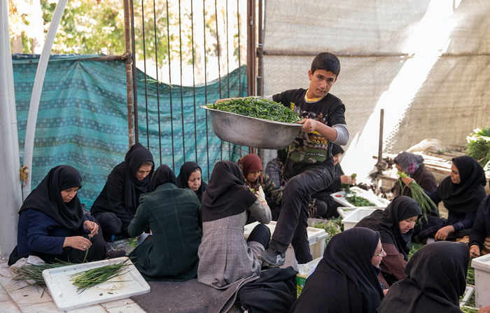 (تصاویر) طبخ آش 80 تنی در شیراز