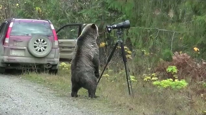 (تصاویر) خرس و دوربین عکاسی
