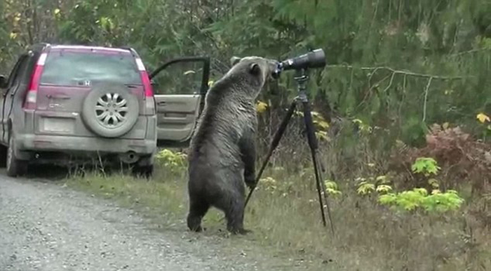 (تصاویر) خرس و دوربین عکاسی