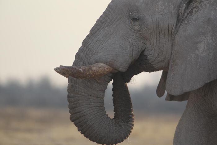 (تصاویر) وقتی شیر از فیل حساب می‌برد