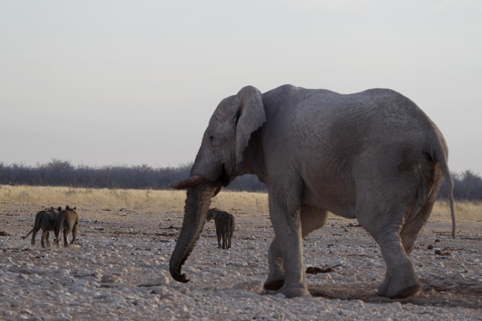 (تصاویر) وقتی شیر از فیل حساب می‌برد
