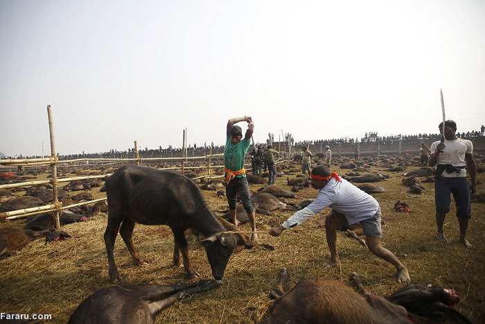 کشتارگاه گوسفند کشتارگاه گاو جشنواره کادهیمای