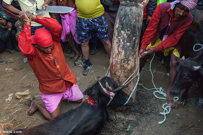 (تصاویر) گردن‌زدن هزاران گاو در نپال