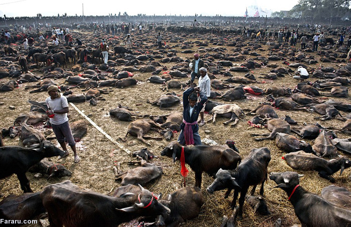 کشتارگاه گوسفند کشتارگاه گاو جشنواره کادهیمای
