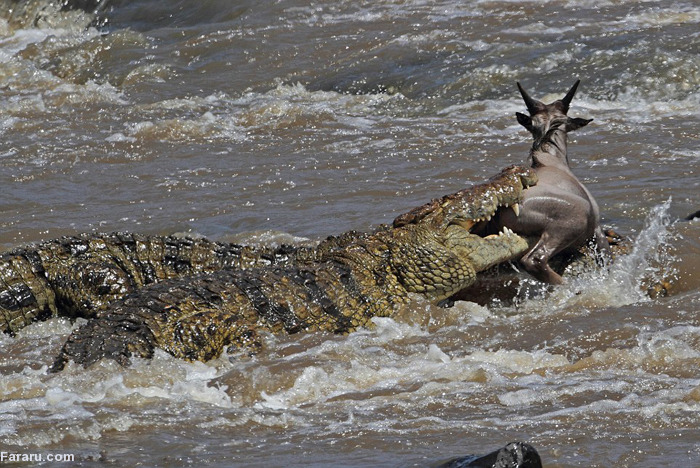 Image result for ‫زیباترین عکسهای شکار کردن کروکودیل‬‎