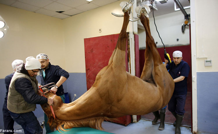 در بیمارستان اسب‌ها چه می‌گذرد؟ +(تصاویر)