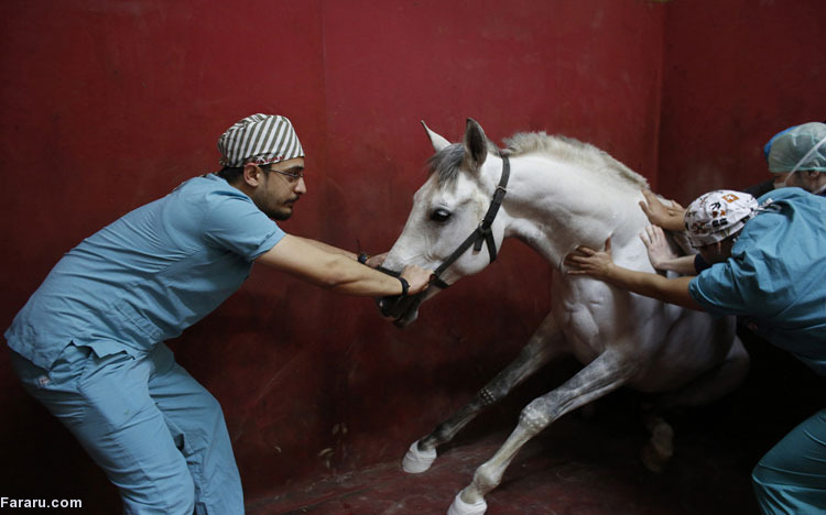 در بیمارستان اسب‌ها چه می‌گذرد؟ +(تصاویر)