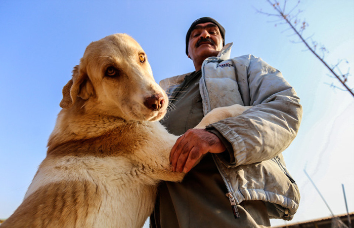 (تصاویر) خانه سگ‌های بی پناه تهران