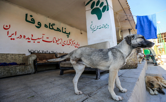 (تصاویر) خانه سگ‌های بی پناه تهران