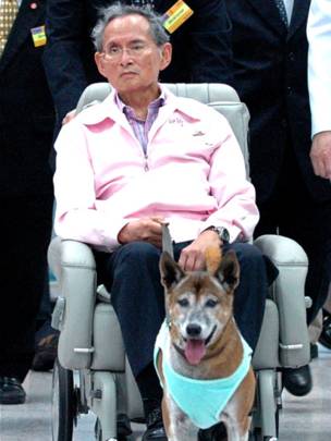 سگ جنجالی و محبوب پادشاه تایلند مرد