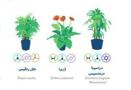 (تصاویر) بهترین گیاهان آپارتمانی برای تصفیه هوا