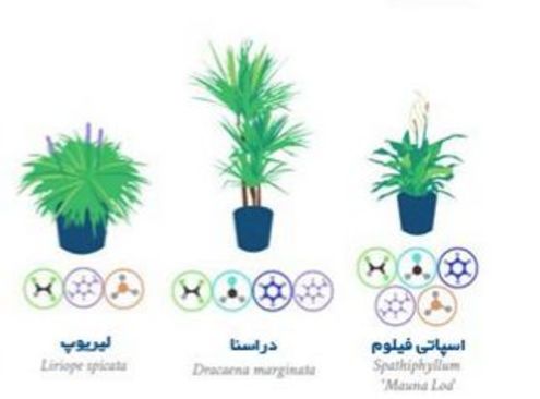 (تصاویر) بهترین گیاهان آپارتمانی برای تصفیه هوا