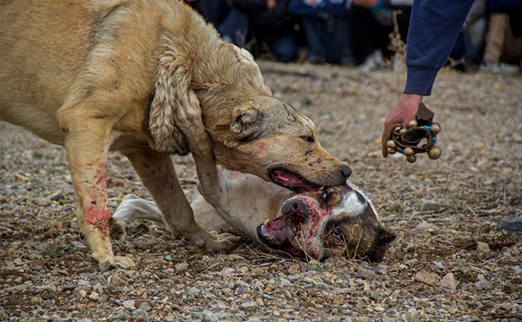 (تصاویر) نبرد خونین سگ‌ها در زنجان