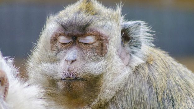 آیا میمون‌ها راز اوتیسم را برملا می‌کنند؟