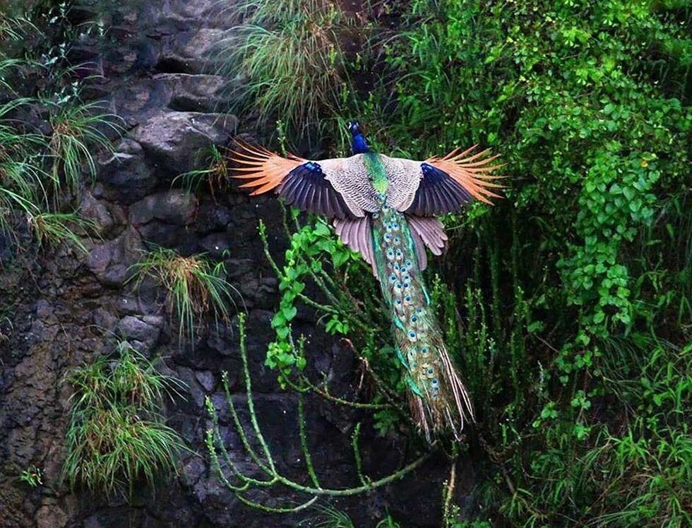 (تصاویر) لحظه پرواز طاووس